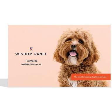 Wisdom Panel Premium Breed Identification & Health Condition DNA Test For Dogs