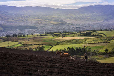 Pasto