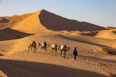 camels in the desert