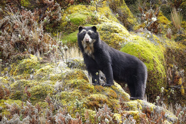 Spectacled bear