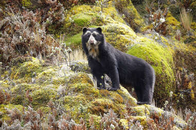 Spectacled bear