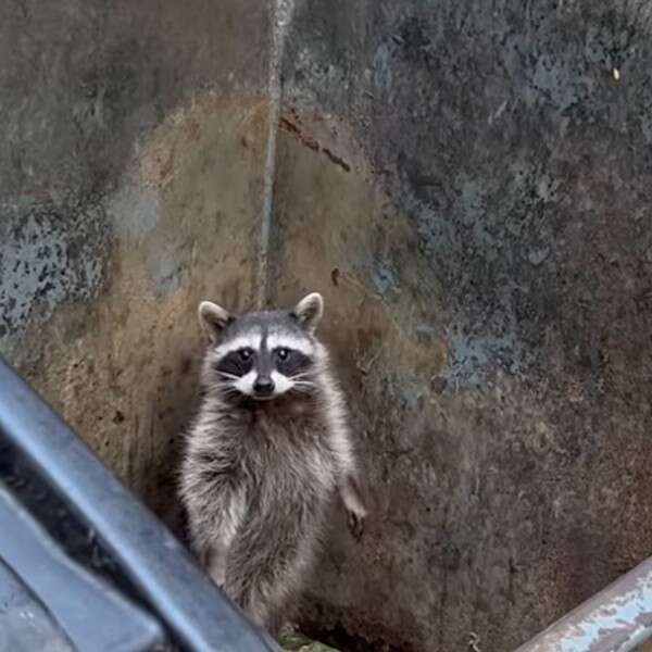 raccoon in dumpster