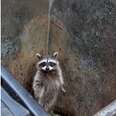 Raccoon Asks Kind Woman To Help Him Escape From Dumpster