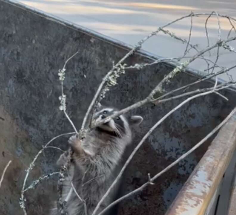raccoon climbing branch
