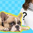 do dogs get colds