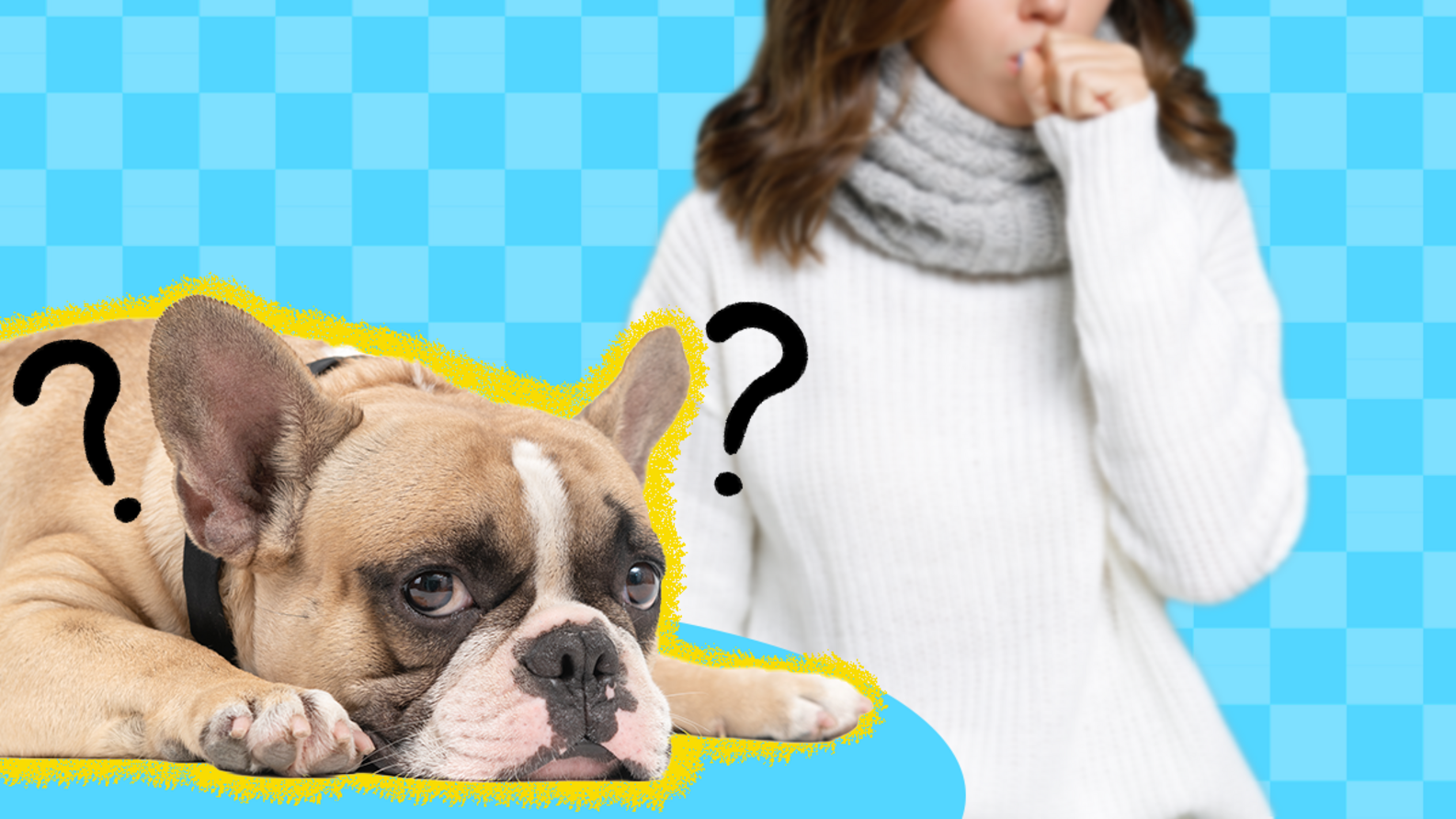 Do Dogs Get Colds Like Humans Do? A Vet Explains DodoWell The Dodo