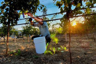 Biodynamic, organic, and natural wine harvest