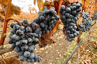Biodynamic, organic, and natural wine grapes