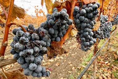 Biodynamic, organic, and natural wine grapes