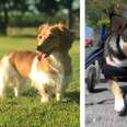 Three dogs whose health improved thanks to acupuncture