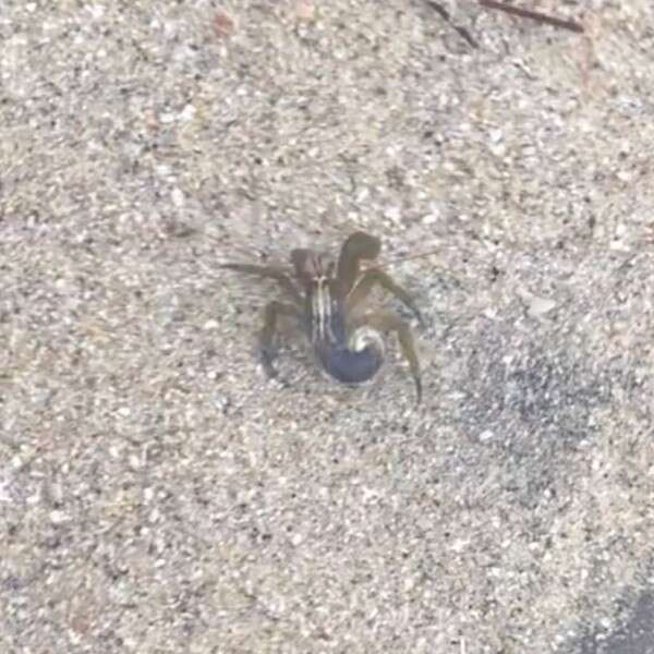 crab