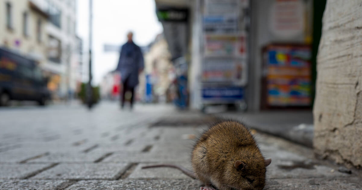 Professional Rat Catchers Became The Pride of A Filthy Europe