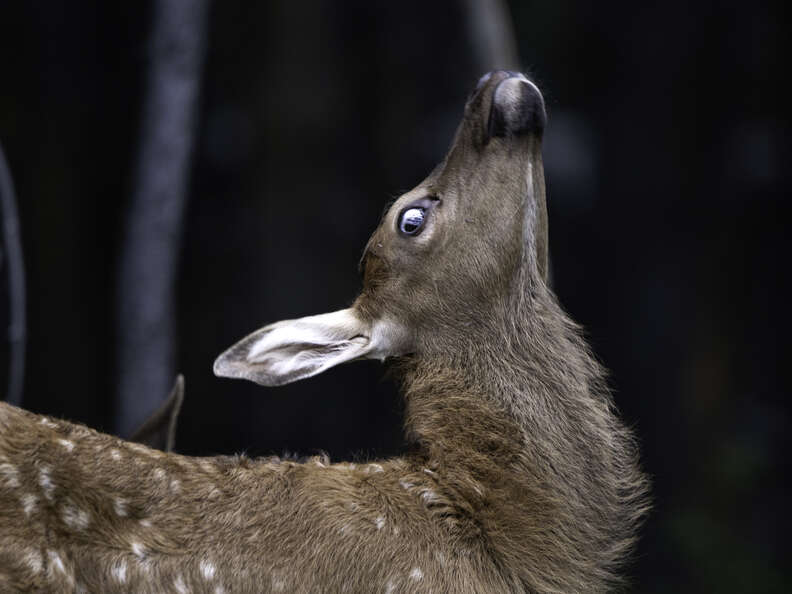 Wildlife Photographer Shows Off Not-So Photogenic Animals - The Dodo