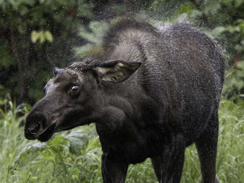 funny wildlife