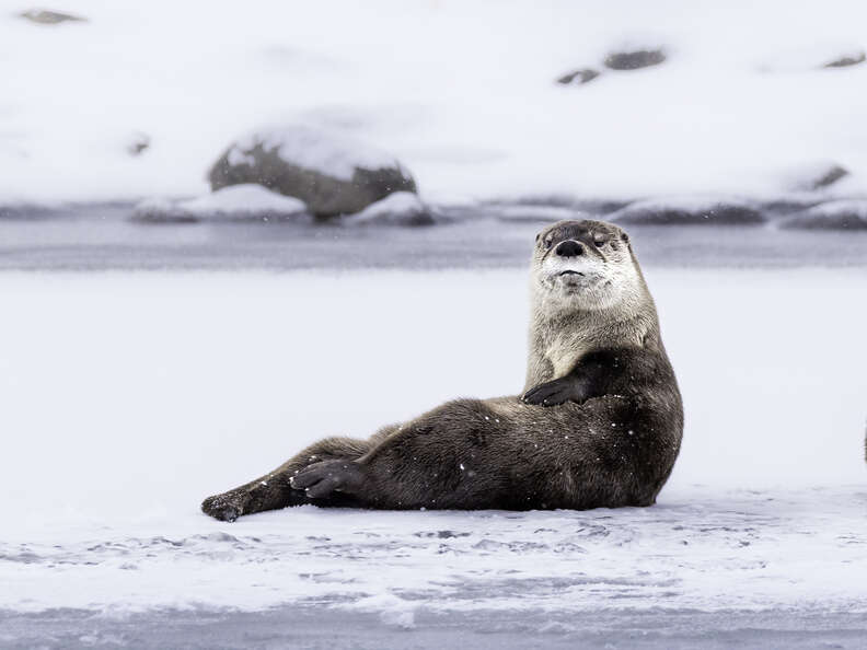 funny animals