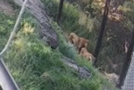 Five lions escape exhibit at Sydney zoo – Public Radio of Armenia