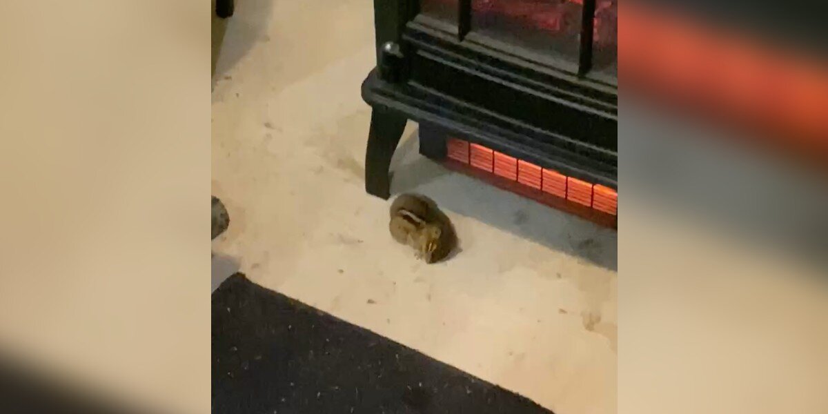 Cat Finds Chipmunk Outside During Storm And Knows What To Do - The Dodo