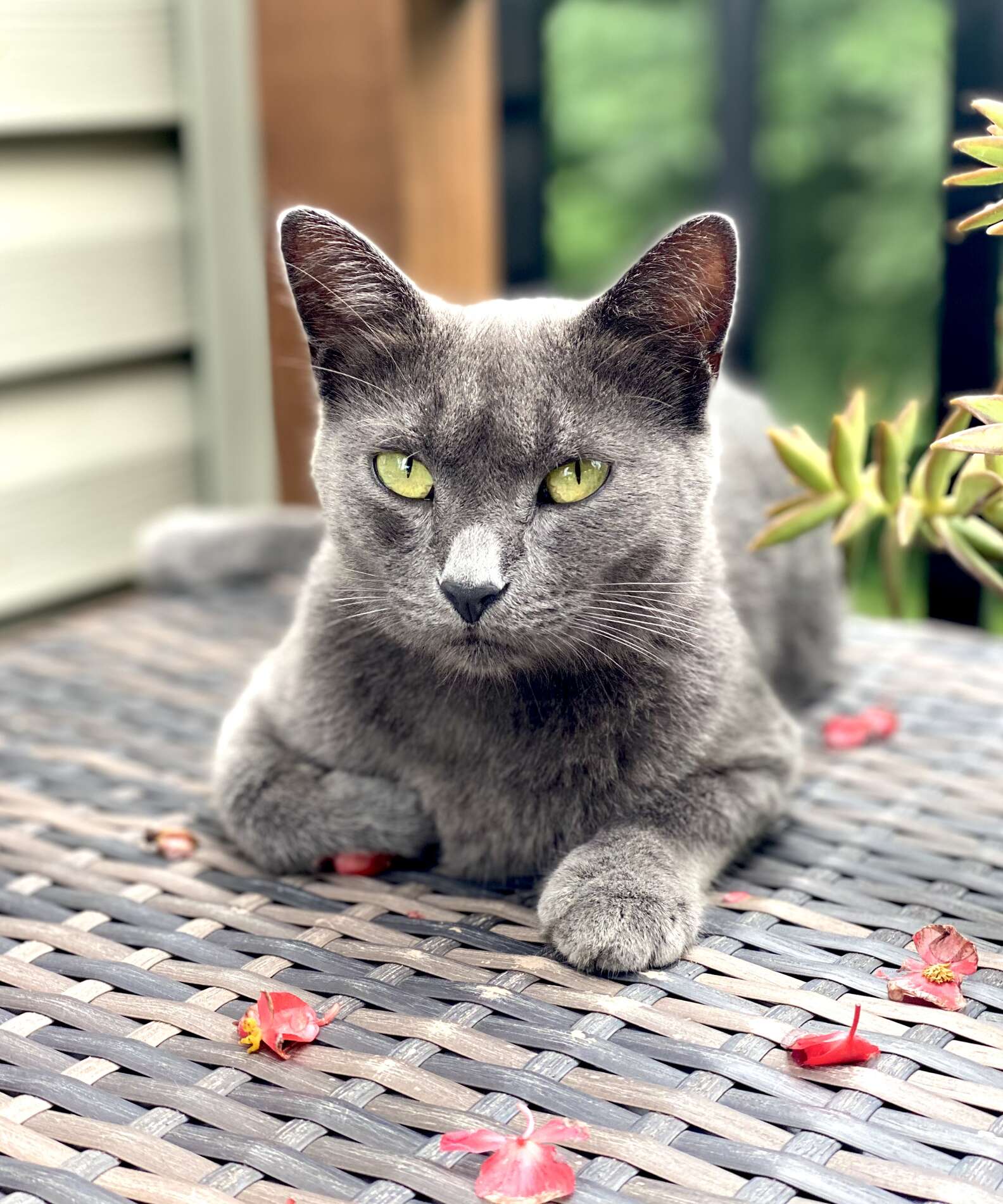 Chipmunk. Cat Cat Finds Chipmunk Outside During Storm And Knows What To Do - The Dodo