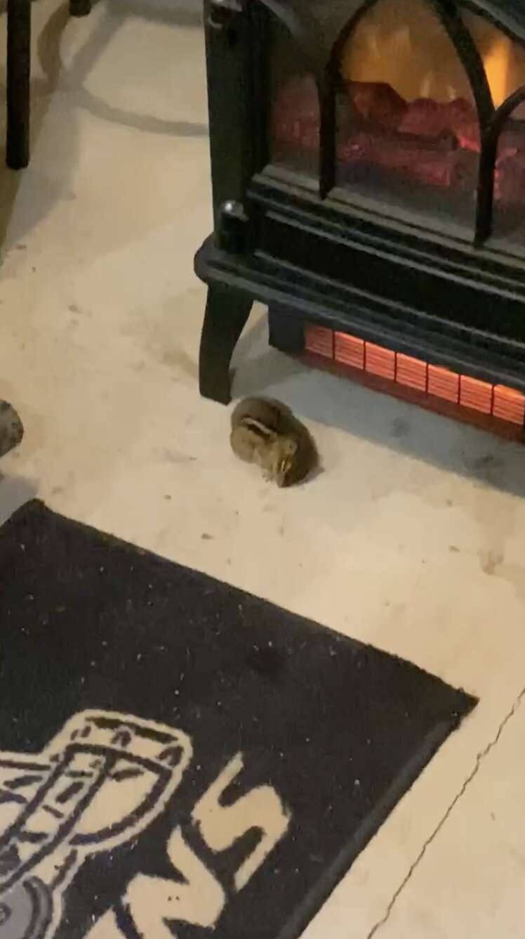 Cat Finds Chipmunk Outside During Storm And Knows What To Do - The Dodo