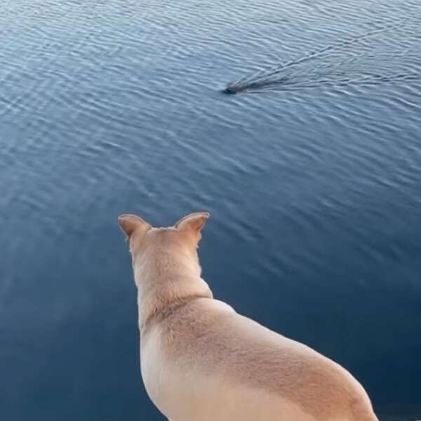 dog watching water 