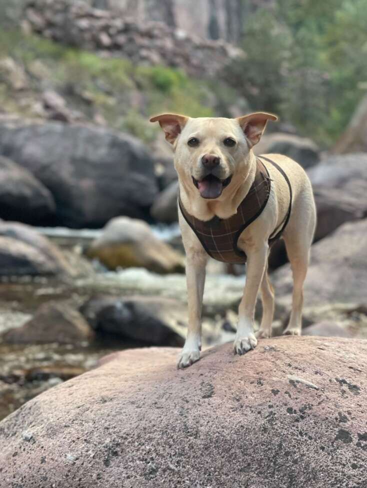 dog on rock 