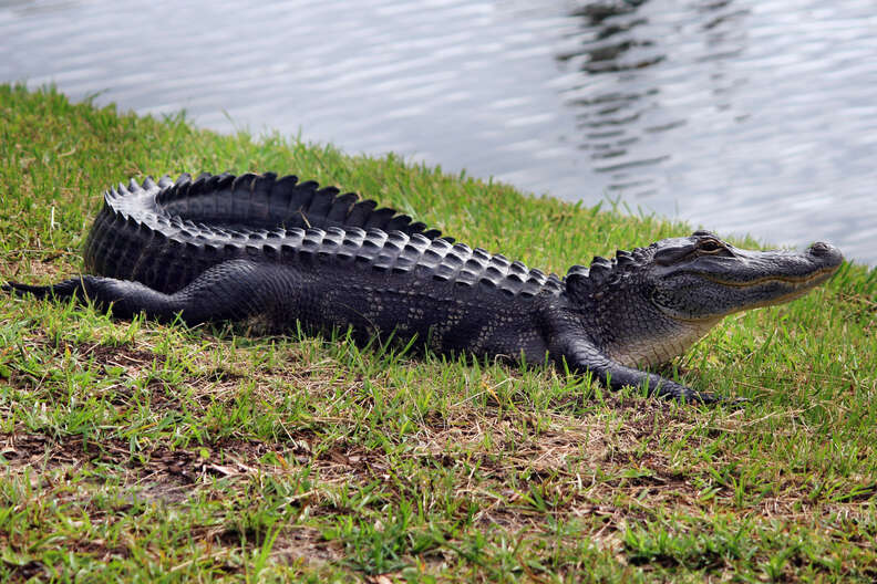 alligator new water 