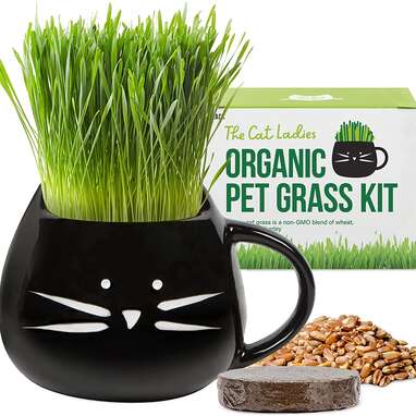 A gift for both of you to enjoy: The Cat Ladies Organic Cat Grass Kit