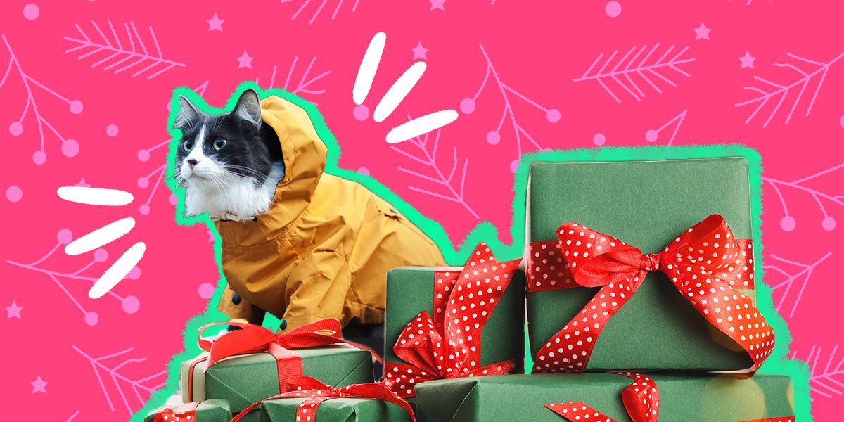 Cat Jacket 7 Of The Best Coats You Can Buy For Your Cat