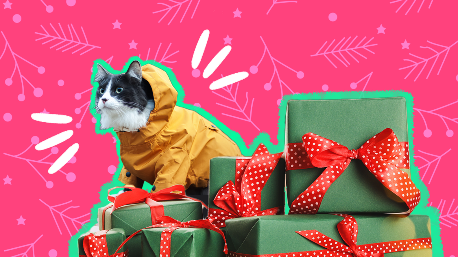 Cat Jacket 7 Of The Best Coats You Can Buy For Your Cat DodoWell