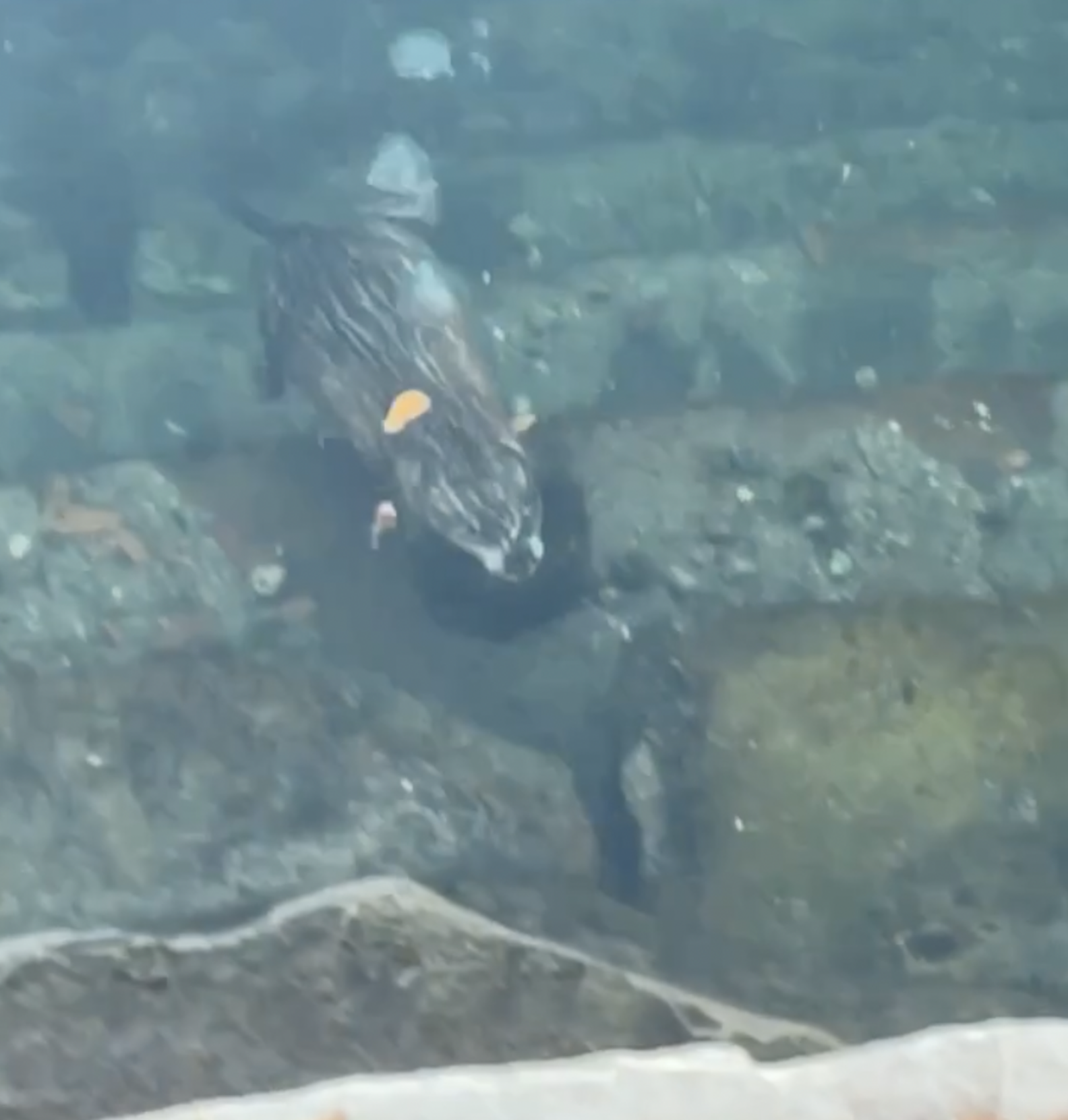 Dog Freezes When He Sees A Surprising Swimmer Paddle By The Dodo