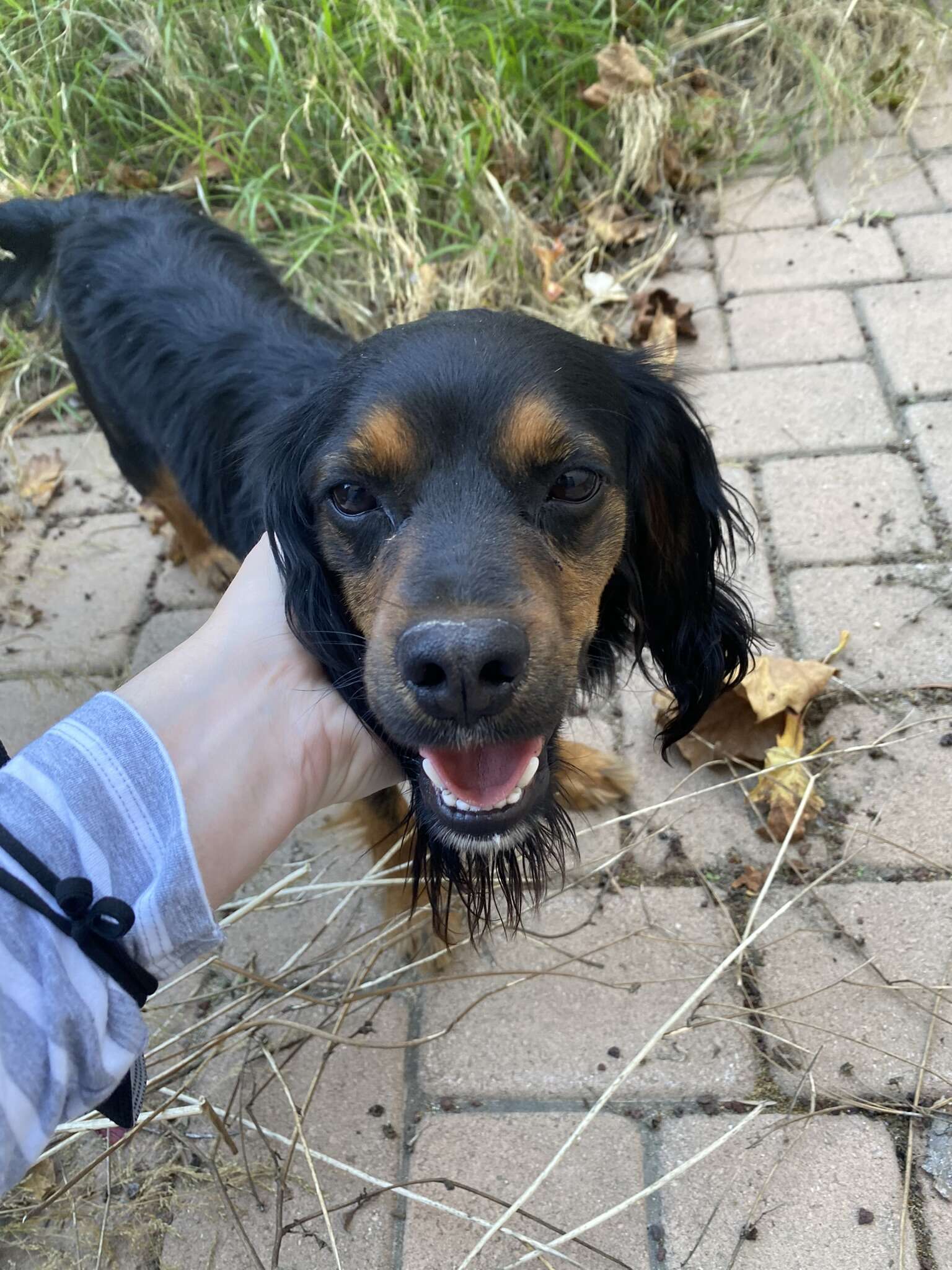 lost dog