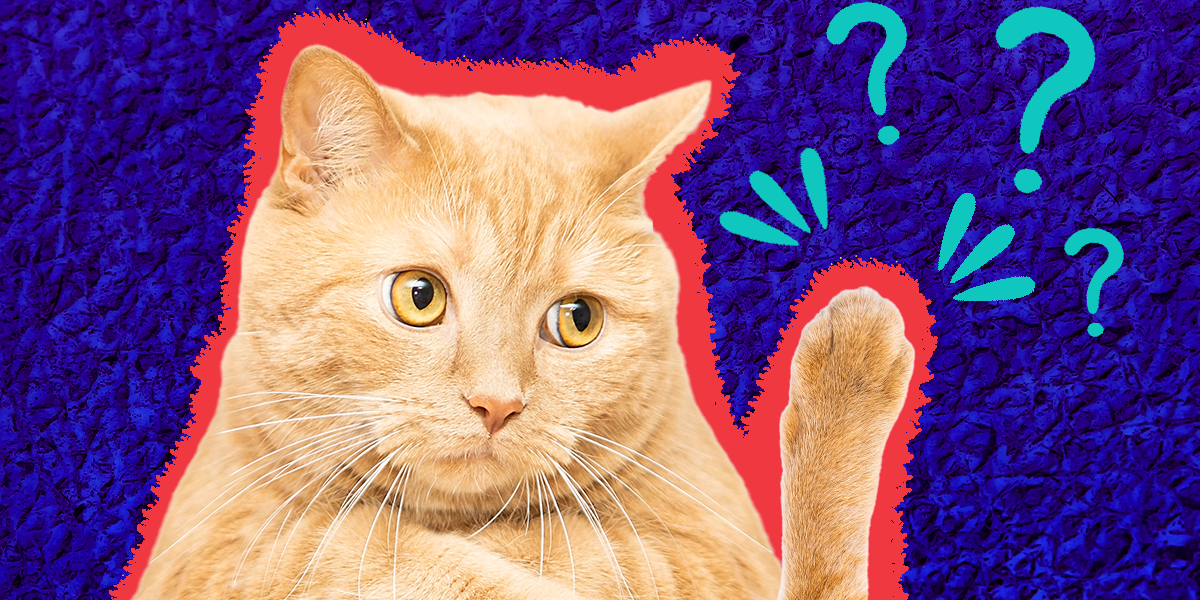 Cat Paws Everything You Need To Know To Care For Your Kitty’s Feet And