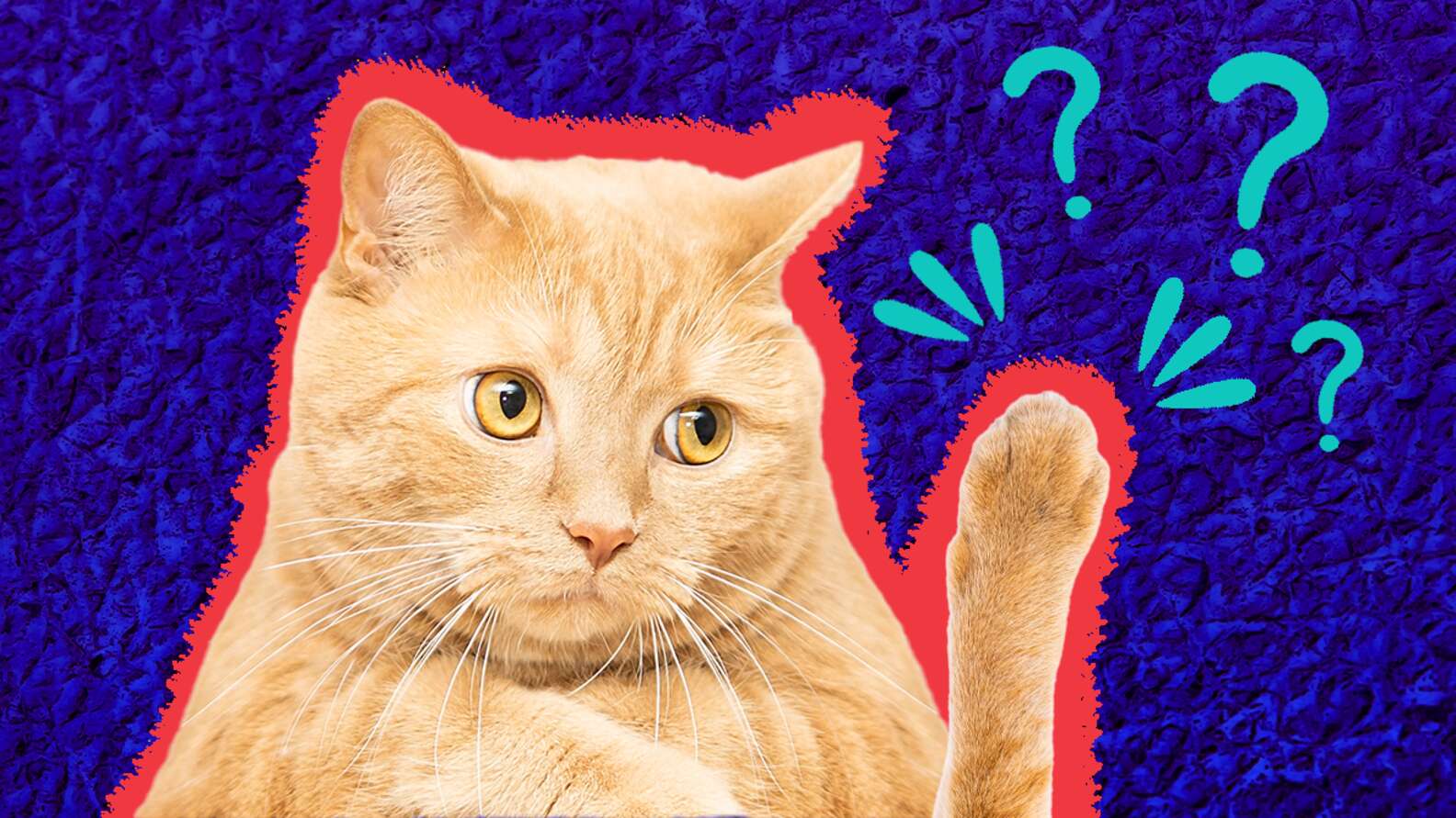 Cat Paws Everything You Need To Know To Care For Your Kitty s Feet And cat-paws-everything-you-need-to-know-to-care-for-your-kitty-s-feet-and