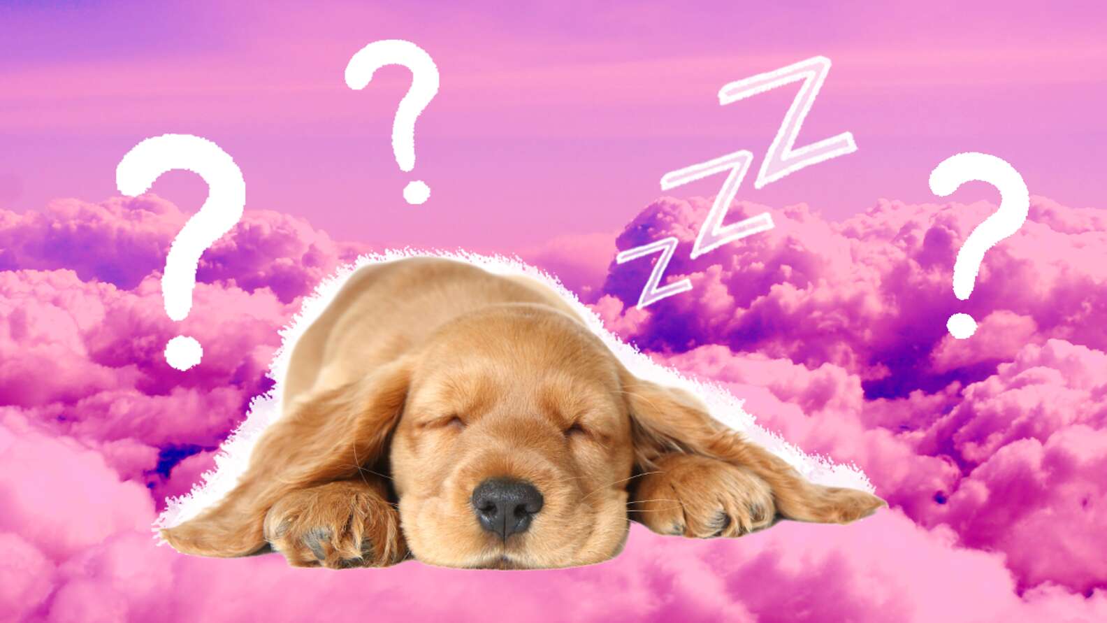 Why Do Dogs Sleep So Much? A Vet Explains DodoWell The Dodo