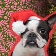 Fun And Festive Outdoor Christmas Dog-Themed Decorations