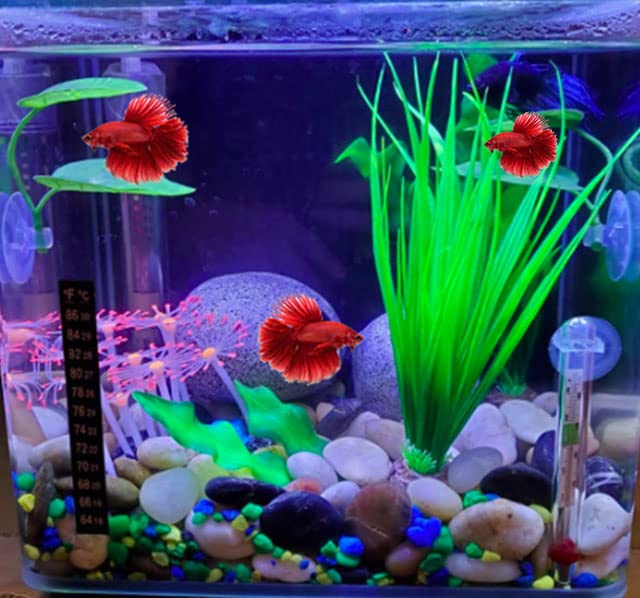 5 Fish Tank Decorations To Turn Your Aquarium Into Your Pet's Happy Place -  DodoWell - The Dodo