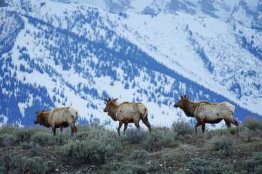 wildlife in jackson hole