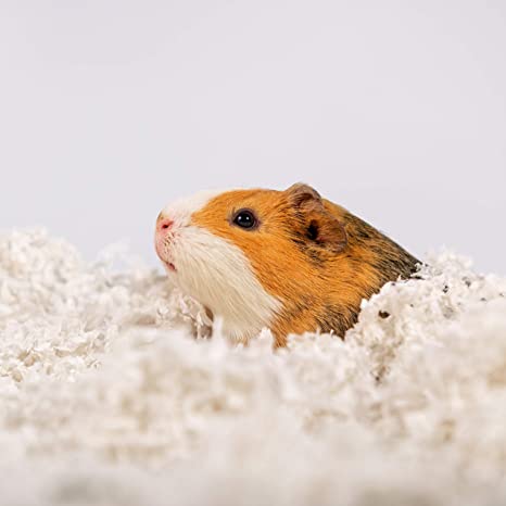 How Long Do Hamsters Live? A Hamster Rescue Expert Weighs In - DodoWell -  The Dodo