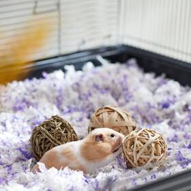 100+ Hamster Names For Every Personality - DodoWell - The Dodo