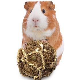 Guinea Pig Vs. Hamster: 6 Key Differences To Know, According To A Vet -  DodoWell - The Dodo