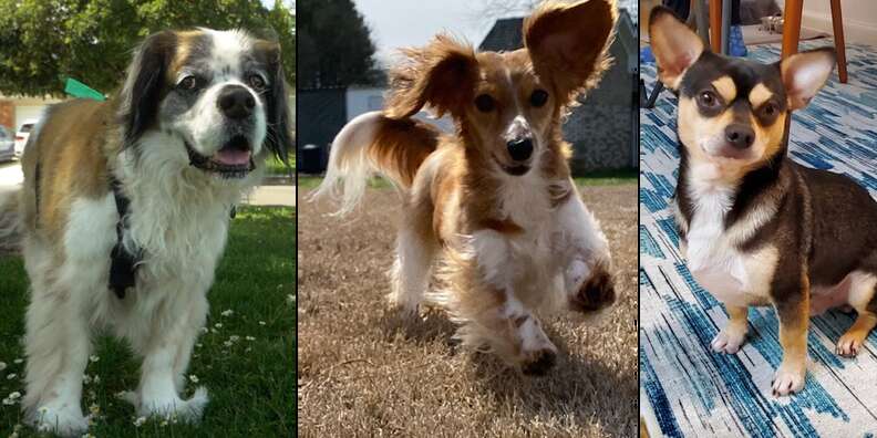 Three dogs that learned to walk again after terrible illnesses
