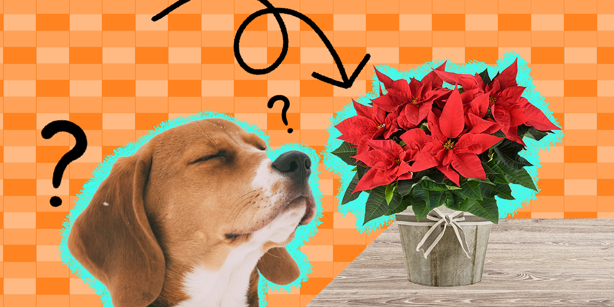 are poinsettias posion to dogs and cats