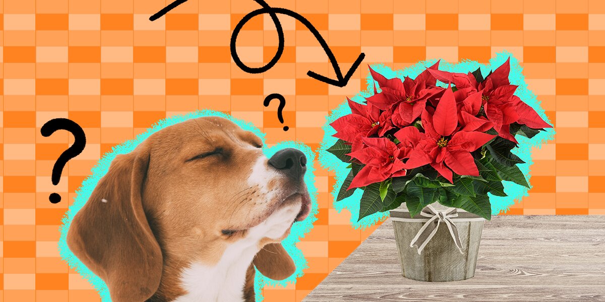 Poinsettia toxicity in dogs best sale and cats