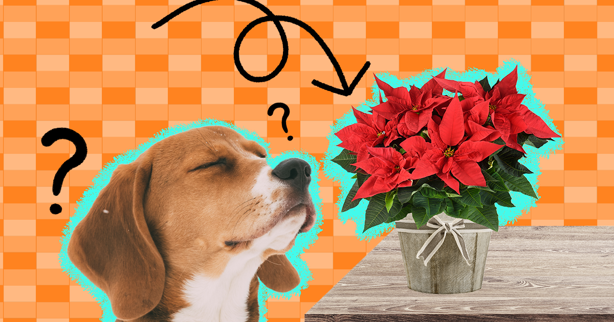 are poinsettias poisonous o dogs and cats