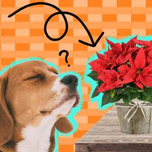 Are Poinsettias Poisonous To Dogs