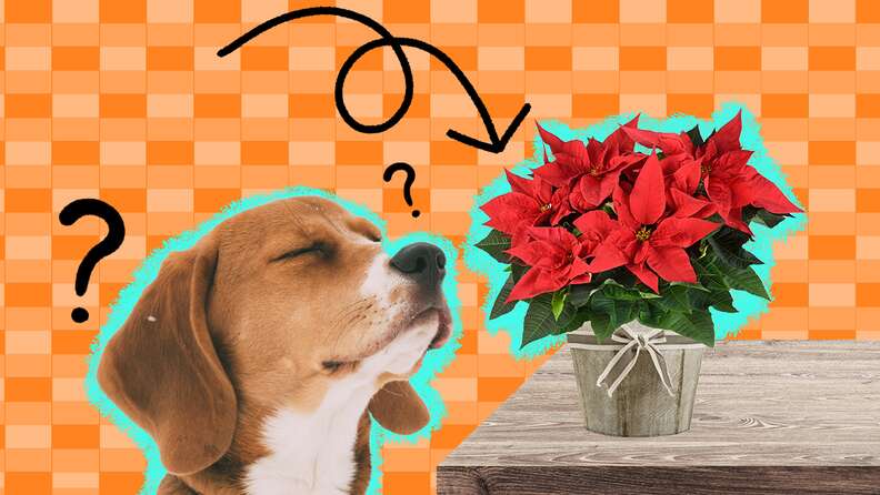 Poinsettia leaves deals poisonous to dogs