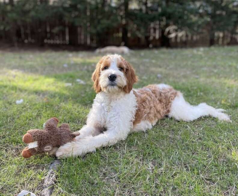 dog with toy in the grass