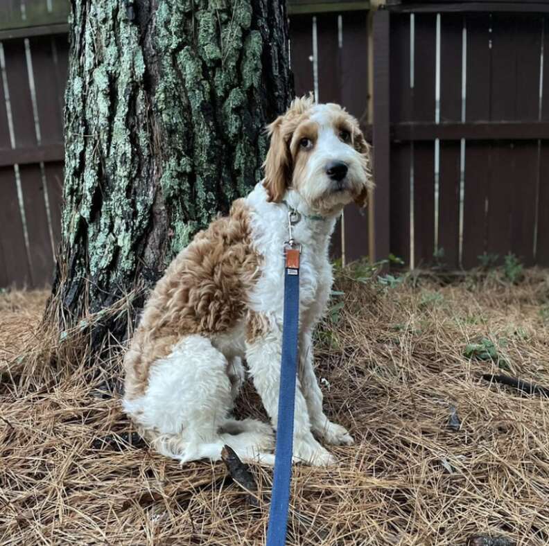 dog near tree