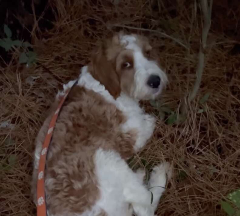 dog on pine needles