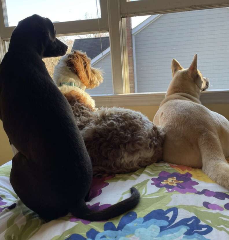 three dogs looking out window 
